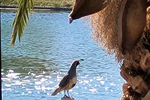 42585 W Heavenly Pl, Maricopa, AZ 85138 - Photo 19