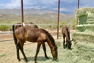 35190 S April Dr, Black Canyon City, AZ 85324 - Photo 43