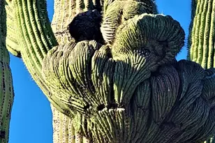 35636 N 142nd Pl, Scottsdale, AZ 85262 - Photo 93