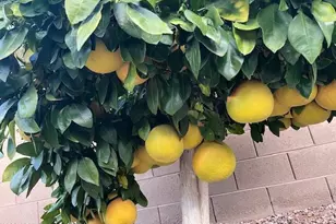 3770 E Iris Dr, Chandler, AZ 85286 - Photo 63