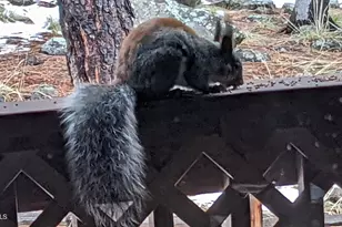 2358 E Rainbow Ln, Pinetop, AZ 85935 - Photo 45