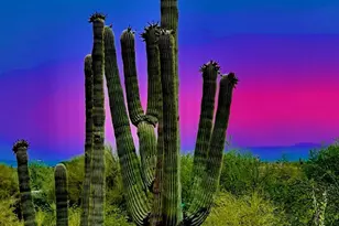 8526 E Hackamore Dr, Scottsdale, AZ 85255 - Photo 39