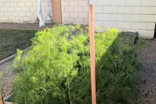 1871 E Buffalo St, Chandler, AZ 85225 - Photo 31