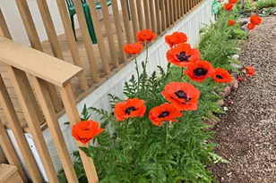 2261 Hanging Tree Ln, Overgaard, AZ 85933 - Photo 3