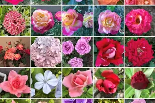 5116 W La Mirada Dr, Laveen, AZ 85339 - Photo 43