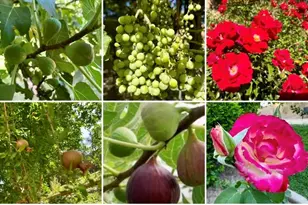 5116 W La Mirada Dr, Laveen, AZ 85339 - Photo 47