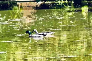 5116 W La Mirada Dr, Laveen, AZ 85339 - Photo 1