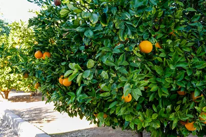 6788 W Greenbriar Drive, Glendale, AZ 85308 - Photo 67