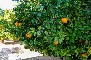 6788 W Greenbriar Dr, Glendale, AZ 85308 - Photo 67