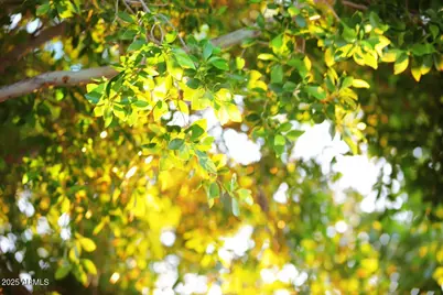 19016 N 52nd Lane, Glendale, AZ 85308 - Photo 13