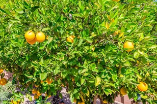 16822 W Halifax St, Surprise, AZ 85374 - Photo 31