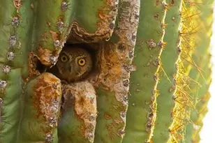 19003 W Sierra St, Surprise, AZ 85388 - Photo 33