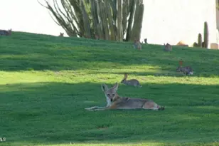 8255 E Kiva Ave, Mesa, AZ 85209 - Photo 53