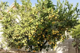 26609 S Truro Dr, Sun Lakes, AZ 85248 - Photo 37