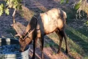 6405 W Pine Cone Trail, Pine, AZ 85544 - Photo 63