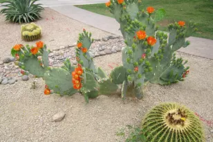 4303 E Cactus Rd, Phoenix, AZ 85032 - Photo 33