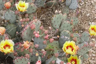 4303 E Cactus Rd, Phoenix, AZ 85032 - Photo 33