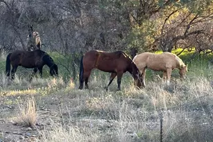 4190 E Sparkling Ln, Camp Verde, AZ 86322 - Photo 27