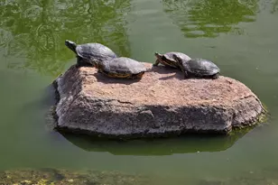 2494 N Petersburg Dr, Florence, AZ 85132 - Photo 59