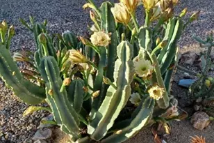 2565 N Calle Noveno, Huachuca City, AZ 85616 - Photo 37