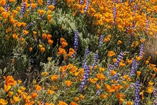 9706 E Chuckwagon Ln, Scottsdale, AZ 85262 - Photo 55