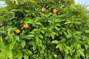 10602 N 103rd Ave, Sun City, AZ 85351 - Photo 7