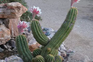 50602 N US Hwy 60 Ave, Wickenburg, AZ 85390 - Photo 135