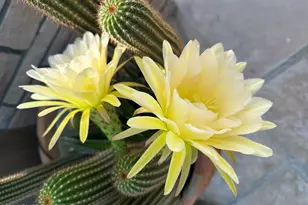 50602 N US Hwy 60 Ave, Wickenburg, AZ 85390 - Photo 151