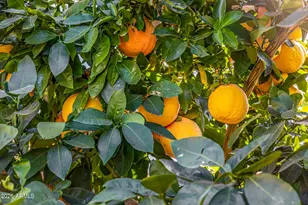 6726 North 11th St, Phoenix, AZ 85014 - Photo 49