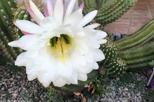 7300 N Dreamy Draw Dr, Phoenix, AZ 85020 - Photo 33