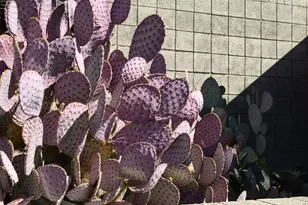 3126 N 6th Ave, Phoenix, AZ 85013 - Photo 55