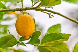 2119 E Vaughn St, Tempe, AZ 85283 - Photo 33