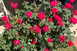 19312 E Via De Palmas, Queen Creek, AZ 85142 - Photo 63