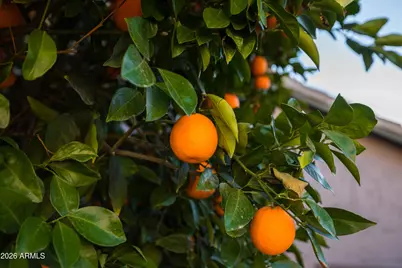 4506 E Lone Cactus Drive, Phoenix, AZ 85050 - Photo 23