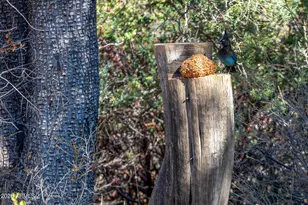 52162 E Black Jack Rd, Miami, AZ 85539 - Photo 31