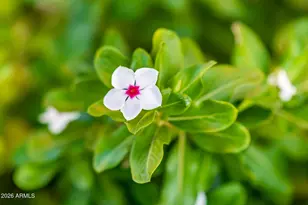 12832 W Quinto Ct, Sun City West, AZ 85375 - Photo 81