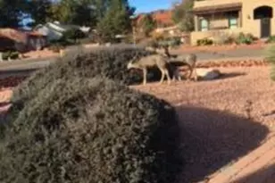 10 Honanki Cir, Sedona, AZ 86351 - Photo 5