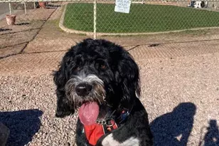 650 N Hawes Rd, Mesa, AZ 85207 - Photo 35