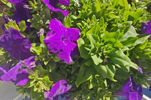 650 N Hawes Rd, Mesa, AZ 85207 - Photo 29