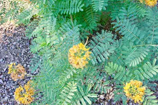 90 W Yavapai St, Wickenburg, AZ 85390 - Photo 11