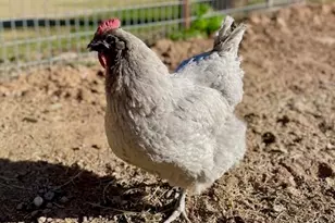 19103 E Via De Arboles --, Queen Creek, AZ 85142 - Photo 33