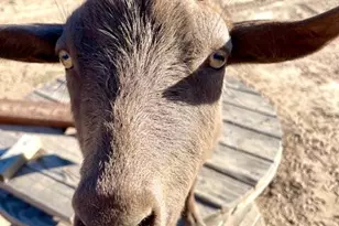 19103 E Via De Arboles --, Queen Creek, AZ 85142 - Photo 37