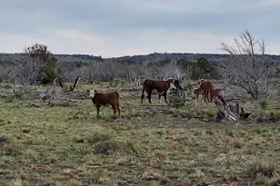 3904 S Santa Clara Rd, Williams, AZ 86046 - Photo 3