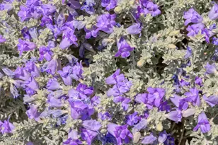 7224 N Lakeside Ln, Paradise Valley, AZ 85253 - Photo 53