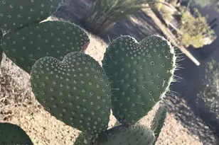 39402 N Spur Cross Rd, Cave Creek, AZ 85331 - Photo 29