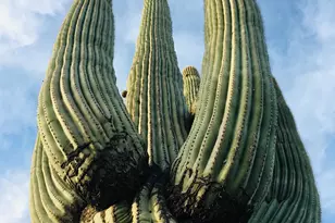 39402 N Spur Cross Rd, Cave Creek, AZ 85331 - Photo 27