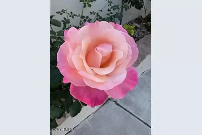 155 N Brookside Street, Chandler, AZ 85225 - Photo 41