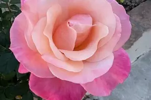 155 N Brookside St, Chandler, AZ 85225 - Photo 41