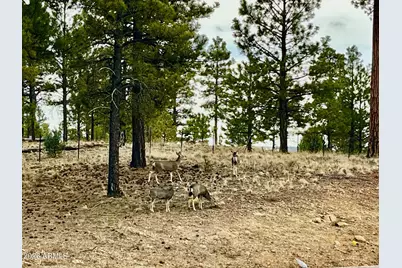 764 W Cooley Lane #69, Lakeside, AZ 85929 - Photo 41