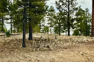 764 W Cooley Ln, Lakeside, AZ 85929 - Photo 41